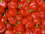 image/_habanero-04.jpg