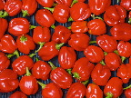 image/_habanero-05.jpg