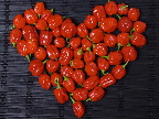 image/_habanero-11.jpg