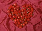 image/_habanero-13.jpg