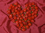 image/_habanero-14.jpg
