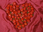 image/_habanero-15.jpg
