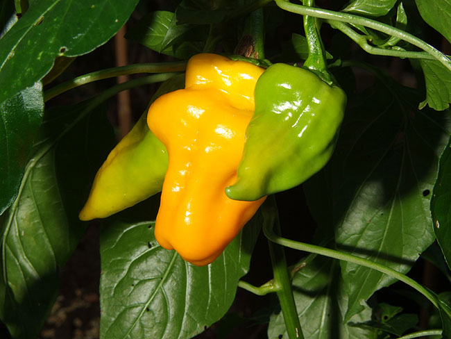 image/chili-239.jpg