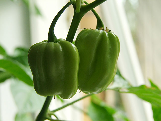image/chili-57.jpg