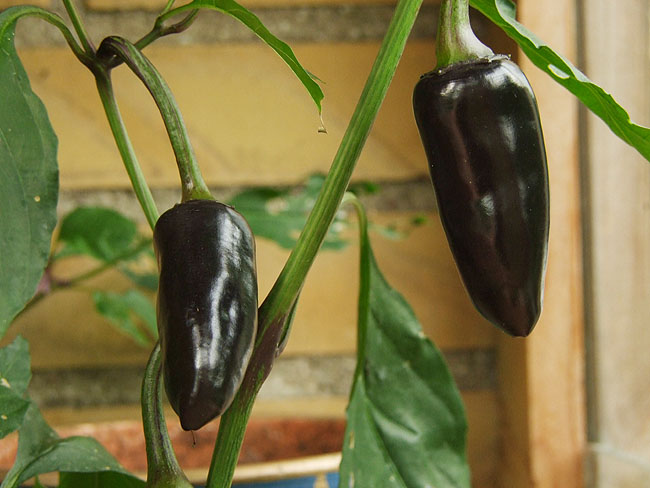 image/chili-65.jpg