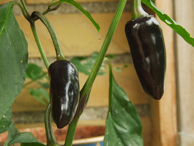image/chili-66.jpg
