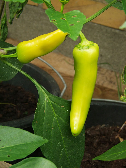 image/chili-69.jpg