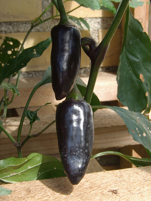 image/chili-73.jpg