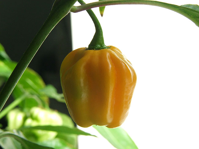image/chili-77.jpg