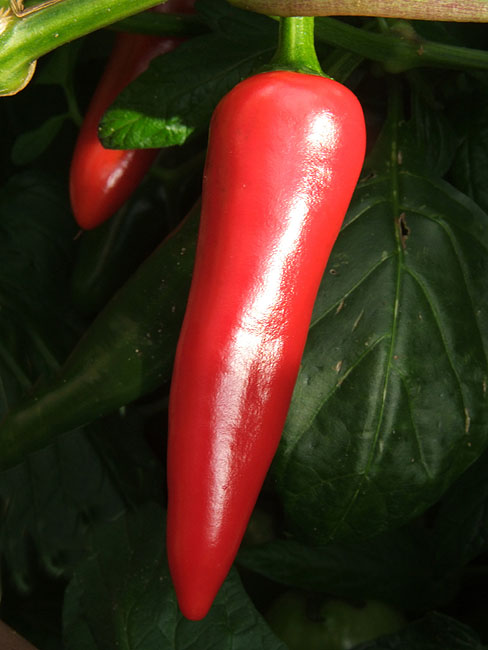 image/chili-81.jpg