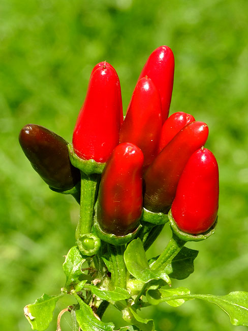 image/chili-960.jpg