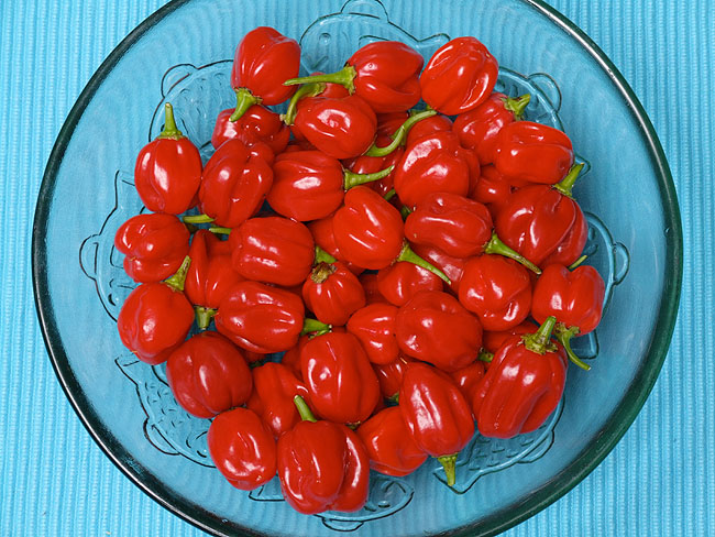 image/habanero-03.jpg