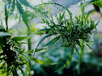 image/_hampeplante-5811.jpg