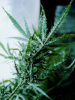 image/_hampeplante-5824.jpg