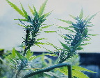 image/_hampeplante-5825.jpg