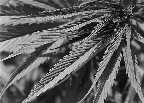 image/_hampeplante-8080.jpg