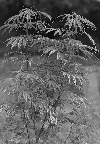 image/_hampeplante-8973.jpg
