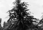 image/_hampeplante-9464.jpg