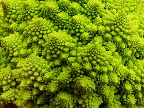 image/_romanesco_kaal-953.jpg