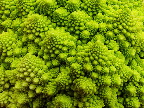 image/_romanesco_kaal-954.jpg