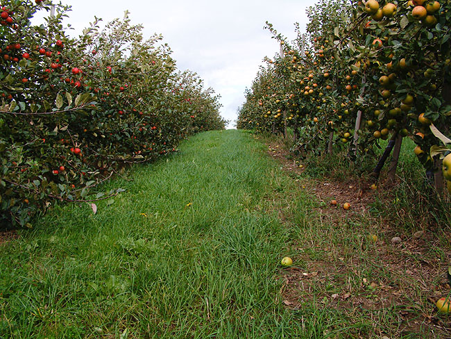 image/graese_frugtplantage-09.jpg