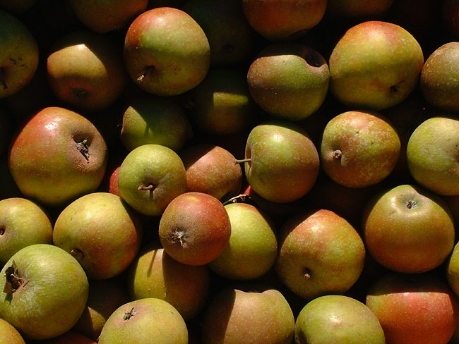 image/graese_frugtplantage-22.jpg