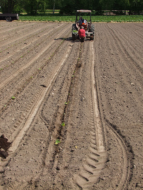 image/plantning-487.jpg