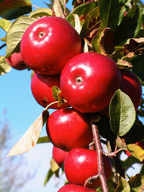 image/frugtplantage-04.jpg