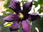 image/_clematis-51.jpg