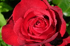 image/_roed_rose-9016.jpg