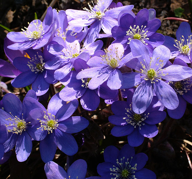 image/blaa_anemone-02.jpg