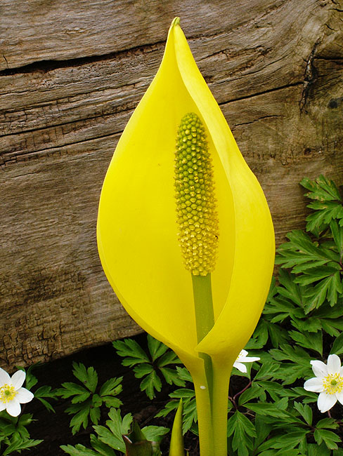 image/blomst-43.jpg