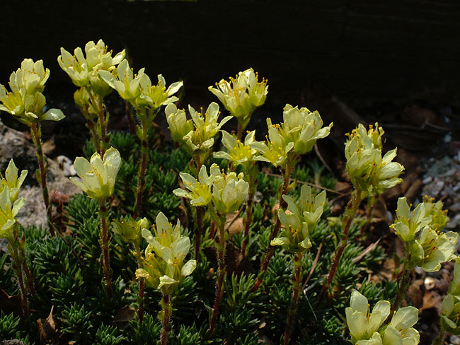 image/blomster-048.jpg