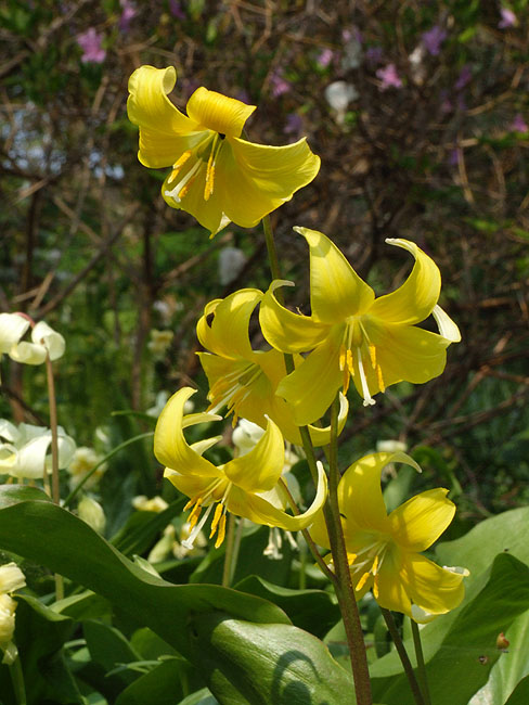 image/blomster-097.jpg