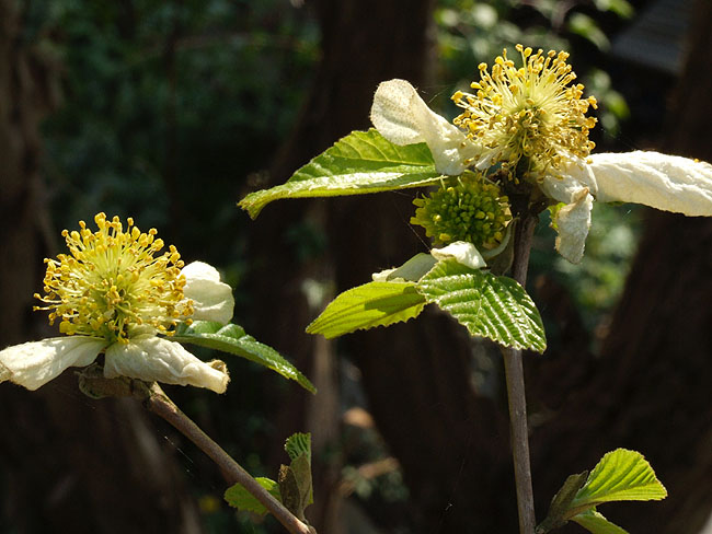 image/blomster-107.jpg
