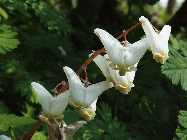 image/blomster-112.jpg