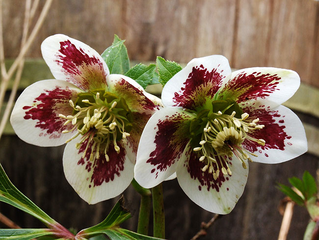 image/blomster-113.jpg