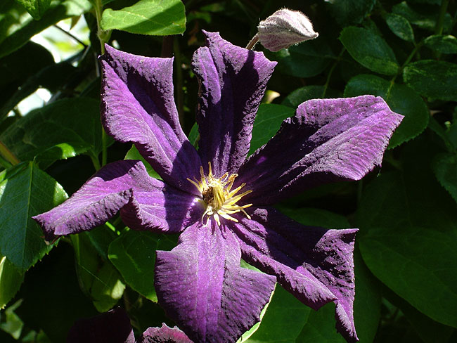 image/clematis-50.jpg