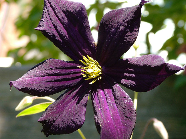 image/clematis-51.jpg