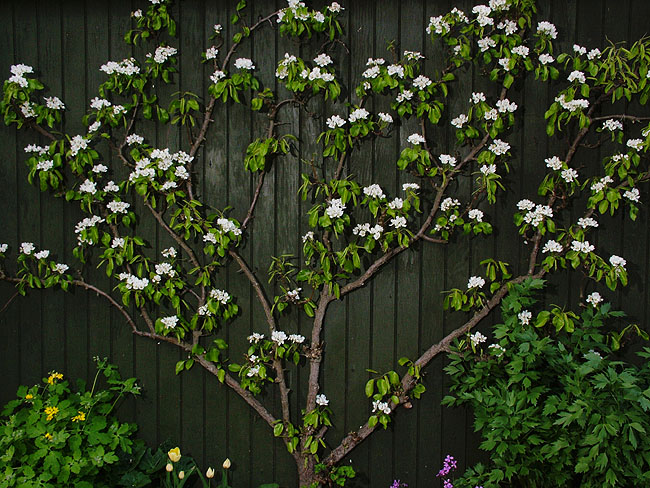 image/espalier-01.jpg