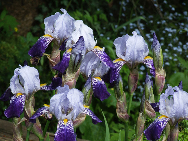 image/iris-68.jpg