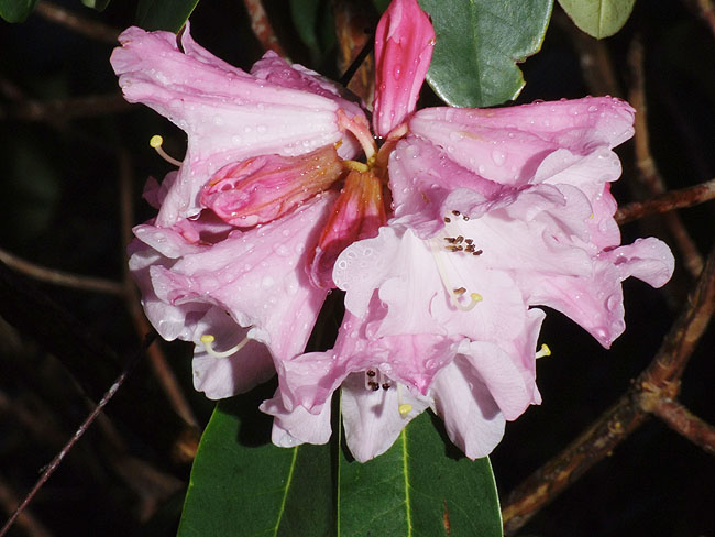 image/rododendron-08.jpg