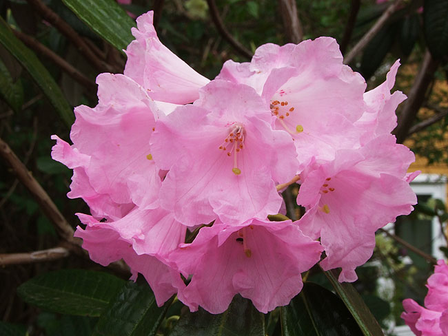 image/rododendron-507.jpg