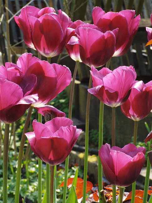 image/roede_tulipaner-28.jpg