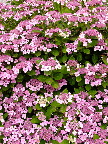 image/_blomster-649.jpg