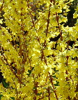 image/_forsythia-18.jpg