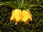 image/_kejserkrone-53.jpg