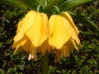 image/_kejserkrone-54.jpg