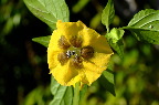 image/_tomatillo-4338.jpg