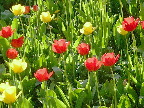 image/_tulipaner-56.jpg